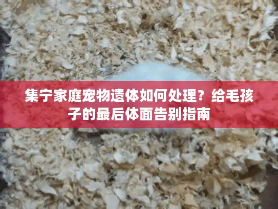 集宁家庭宠物遗体如何处理？给毛孩子的最后体面告别指南