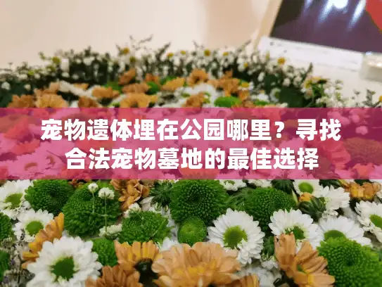 宠物遗体埋在公园哪里？寻找合法宠物墓地的最佳选择