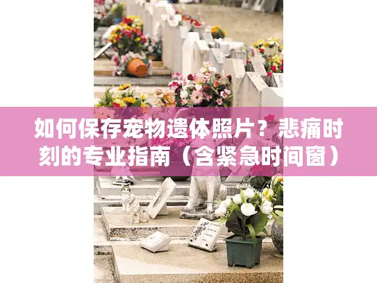 如何保存宠物遗体照片？悲痛时刻的专业指南（含紧急时间窗）