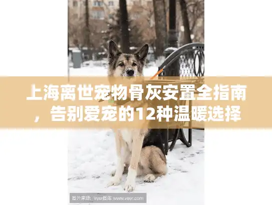 上海离世宠物骨灰安置全指南，告别爱宠的12种温暖选择