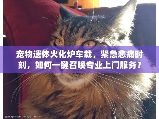 宠物遗体火化炉车载，紧急悲痛时刻，如何一键召唤专业上门服务？
