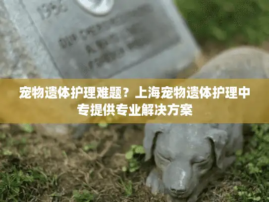 宠物遗体护理难题？上海宠物遗体护理中专提供专业解决方案
