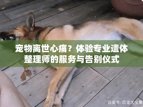 宠物离世心痛？体验专业遗体整理师的服务与告别仪式