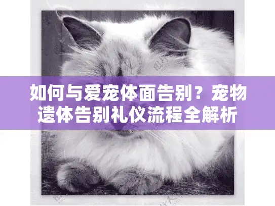 如何与爱宠体面告别？宠物遗体告别礼仪流程全解析