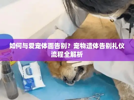 如何与爱宠体面告别？宠物遗体告别礼仪流程全解析
