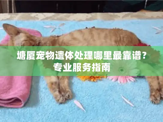 塘厦宠物遗体处理哪里最靠谱？专业服务指南