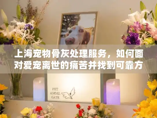上海宠物骨灰处理服务，如何面对爱宠离世的痛苦并找到可靠方案