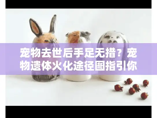 宠物去世后手足无措？宠物遗体火化途径图指引你轻松应对悲痛