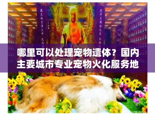 哪里可以处理宠物遗体？国内主要城市专业宠物火化服务地点指南