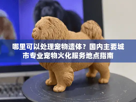 哪里可以处理宠物遗体？国内主要城市专业宠物火化服务地点指南